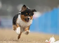 UKC ASCA Ariel GA, a female Australian Shepherd for sale in Cordele, GA – Photo 6 of 9