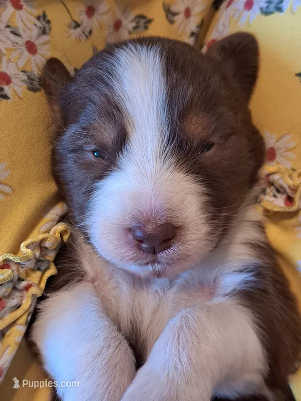 UKC ASCA Ariel GA – Australian Shepherd puppy for sale in Cordele, GA
