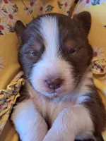 UKC ASCA Ariel GA, a female Australian Shepherd for sale in Cordele, GA – Photo 1 of 9