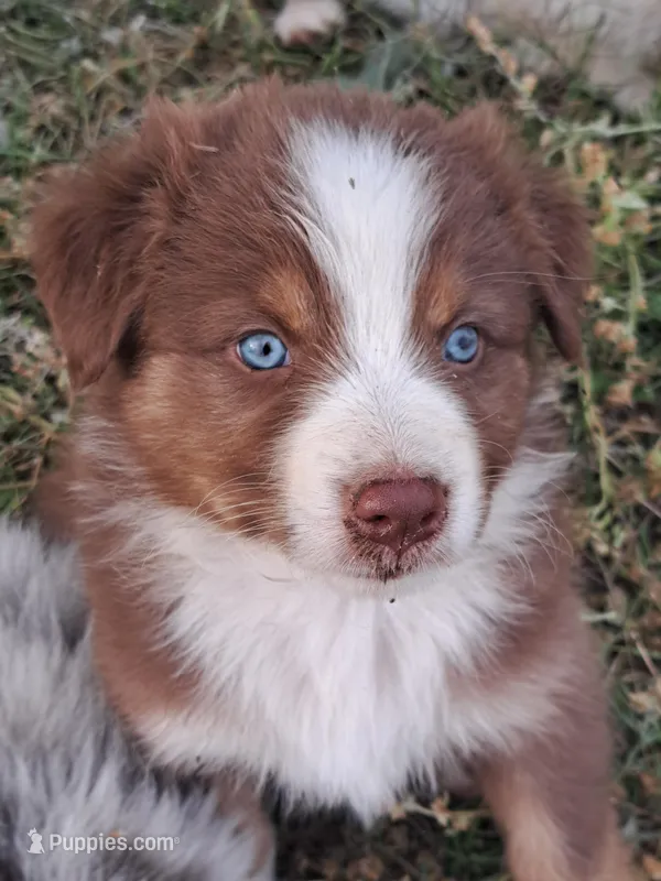 UKC ASCA Ariel GA – Australian Shepherd puppy for sale in Cordele, GA