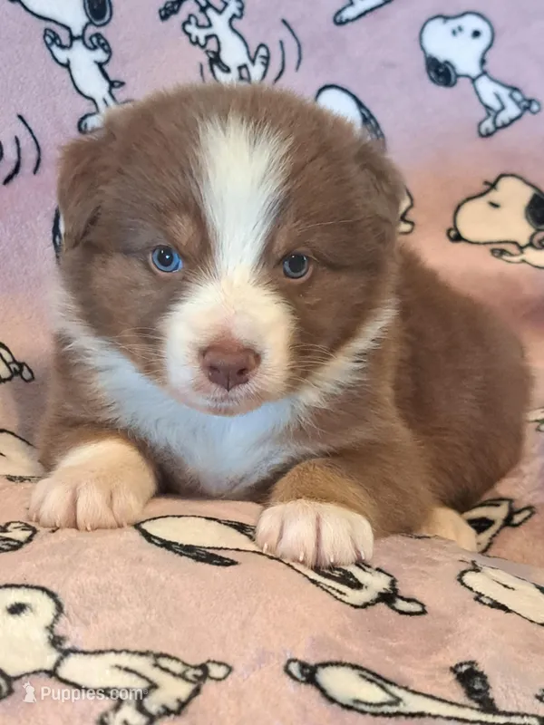 UKC ASCA Ariel GA – Australian Shepherd puppy for sale in Cordele, GA