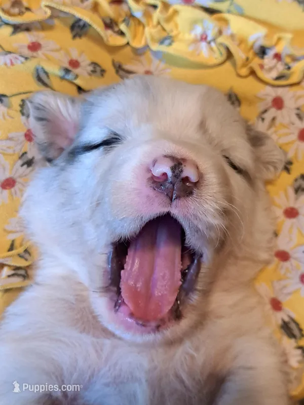 UKC ASCA Tarzan GA – Australian Shepherd puppy for sale in Cordele, GA