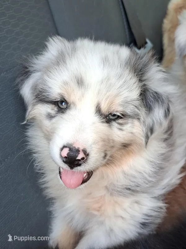 UKC ASCA Tarzan GA – Australian Shepherd puppy for sale in Cordele, GA