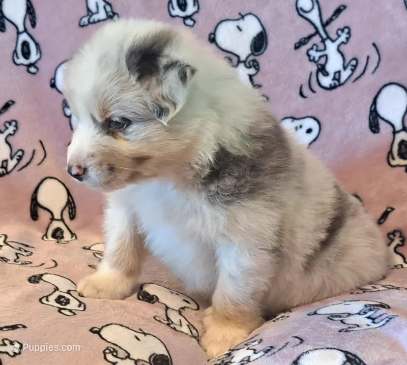 UKC ASCA Tarzan GA – Australian Shepherd puppy for sale in Cordele, GA