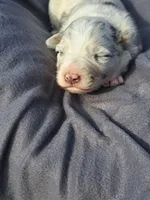 UKC ASCA Tarzan GA, a male Australian Shepherd for sale in Cordele, GA – Photo 5 of 7