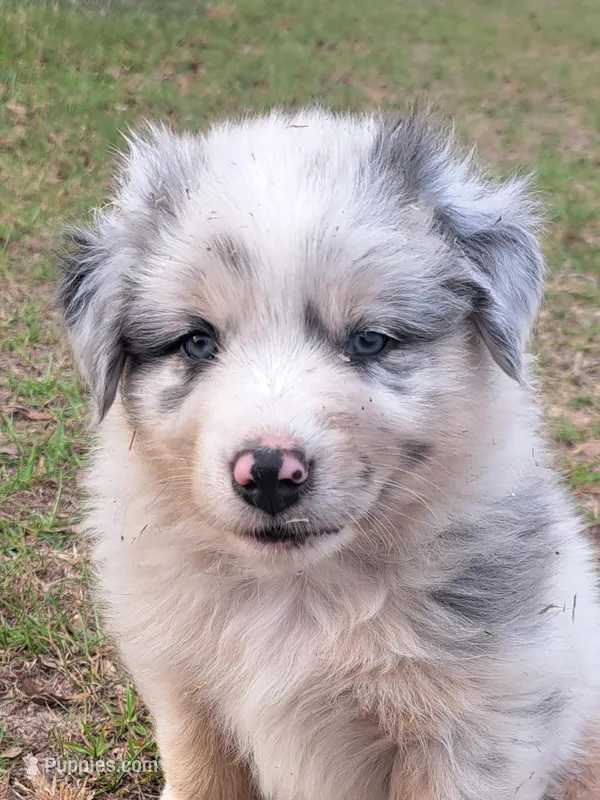 UKC ASCA Tarzan GA – Australian Shepherd puppy for sale in Cordele, GA
