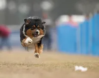 UKC ASCA Tarzan GA, a male Australian Shepherd for sale in Cordele, GA – Photo 6 of 7