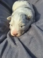 UKC ASCA Tarzan GA, a male Australian Shepherd for sale in Cordele, GA – Photo 3 of 7