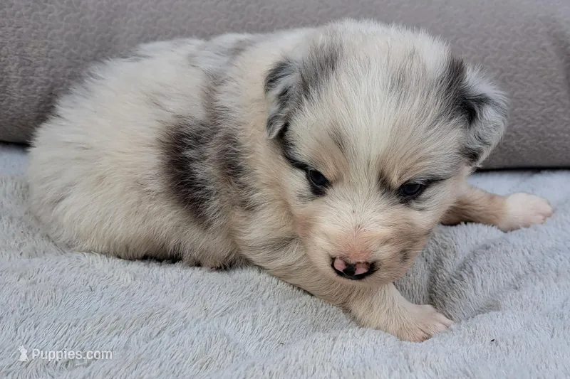 UKC ASCA Tarzan GA – Australian Shepherd puppy for sale in Cordele, GA
