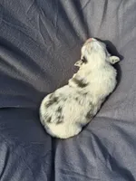 UKC ASCA Tarzan GA, a male Australian Shepherd for sale in Cordele, GA – Photo 4 of 7