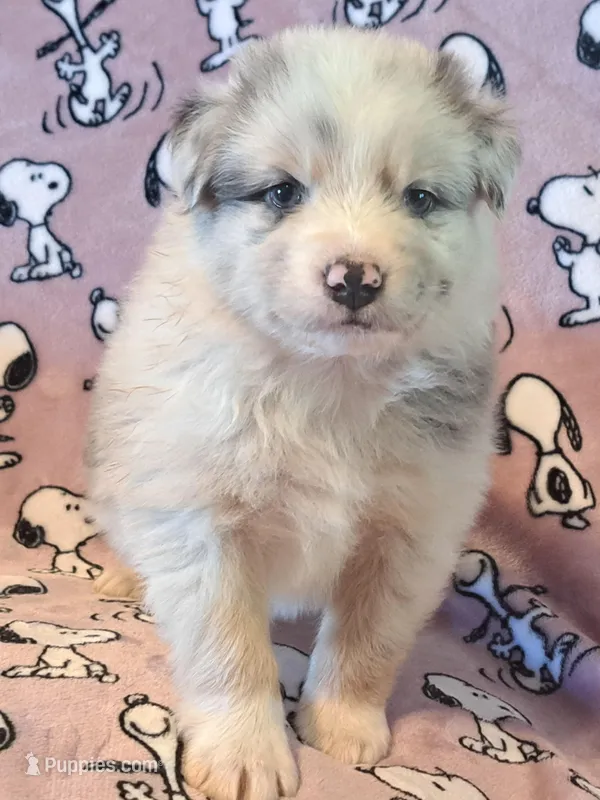 UKC ASCA Tarzan GA – Australian Shepherd puppy for sale in Cordele, GA