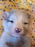 UKC ASCA Tarzan GA, a male Australian Shepherd for sale in Cordele, GA – Photo 2 of 7