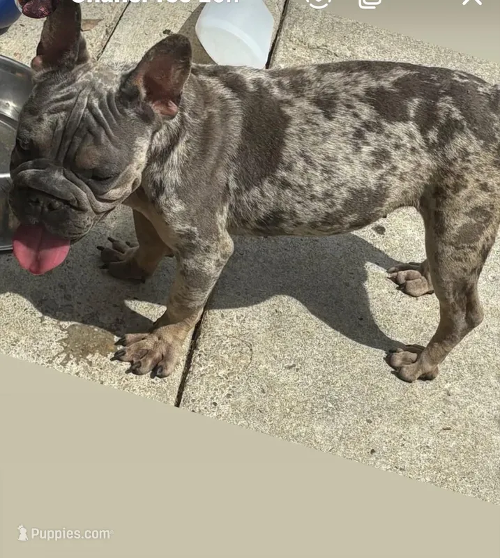 Velvet Rope Frenchie  – Frenchton puppy for sale in Suitland, MD
