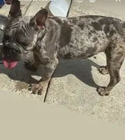 Velvet Rope Frenchie , a female Frenchton for sale in Suitland, MD – 1 of 1