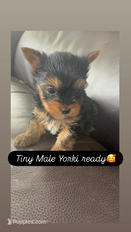 Tiny Boy – Yorkshire Terrier puppy for sale in Suitland, MD