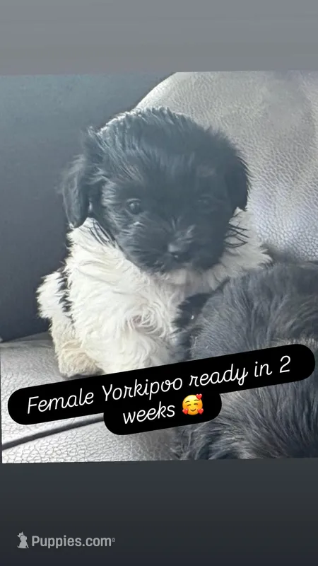 Black Face  – Yorkipoo puppy for sale in Suitland, MD