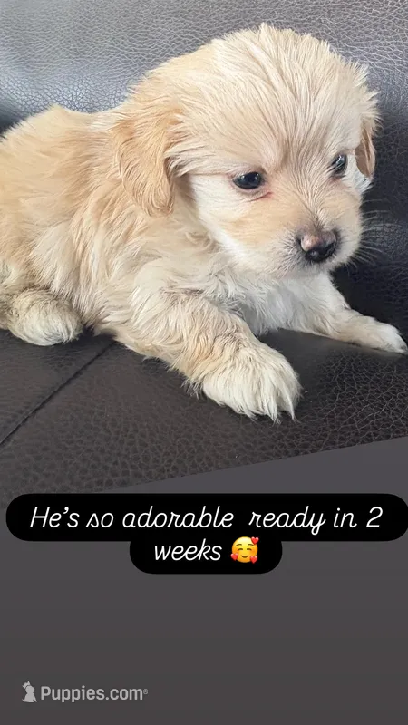 Handsome  – Yorkipoo puppy for sale in Suitland, MD
