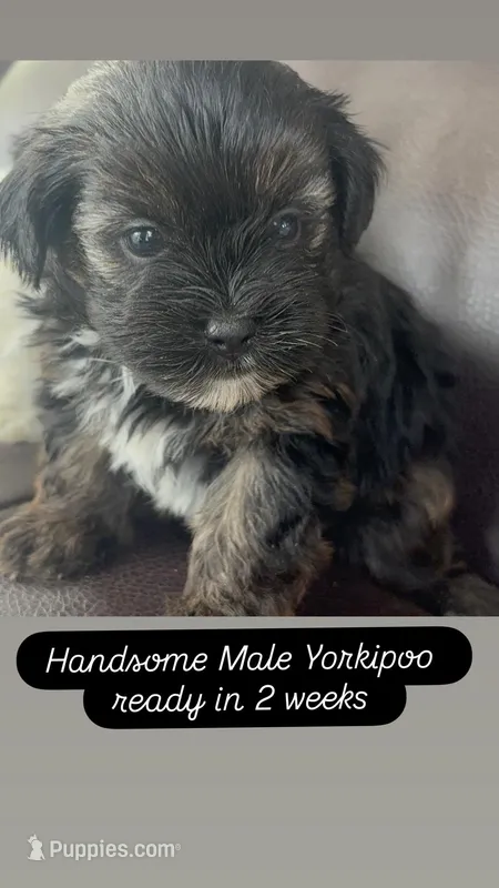 Chocolate  – Yorkipoo puppy for sale in Suitland, MD