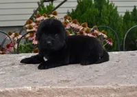 Female 1, a female Newfoundland for sale in Cambridge, NE – 3 of 6