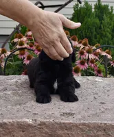 Female 1, a female Newfoundland for sale in Cambridge, NE – 4 of 6