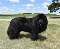 Female 3, a female Newfoundland for sale in Cambridge, NE – 5 of 6