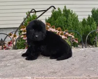 Female 3, a female Newfoundland for sale in Cambridge, NE – 3 of 6