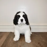 Male #1, a male Saint Bernard for sale in Cambridge, NE – Photo 1 of 4