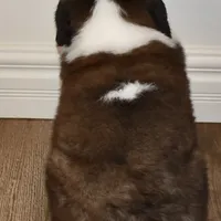Male #1, a male Saint Bernard for sale in Cambridge, NE – Photo 4 of 4