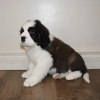Male #1, a male Saint Bernard for sale in Cambridge, NE – Photo 3 of 4