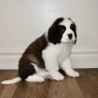 Male #1, a male Saint Bernard for sale in Cambridge, NE – Photo 2 of 4