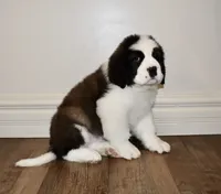 processed/b238c642-22c0-4503-b9df-0151e607c9f9/listing/2895b588-85b4-42d0-909a-00103cfb70dd/f76f02d8-eaa3-484f-8e5c-092d38b6ab79