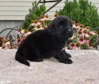Female 2, a female Newfoundland for sale in Cambridge, NE – 2 of 6