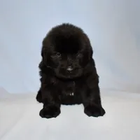 Female #7, a female Newfoundland for sale in Cambridge, NE – Photo 1 of 6