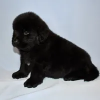 Female #7, a female Newfoundland for sale in Cambridge, NE – Photo 3 of 6