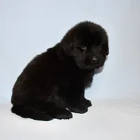 Female #7, a female Newfoundland for sale in Cambridge, NE – Photo 4 of 6