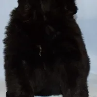 Female #7, a female Newfoundland for sale in Cambridge, NE – Photo 5 of 6