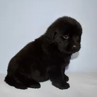Female #7, a female Newfoundland for sale in Cambridge, NE – Photo 2 of 6