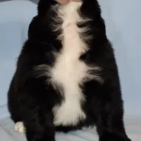 Female #2, a female Newfoundland for sale in Cambridge, NE – Photo 5 of 6