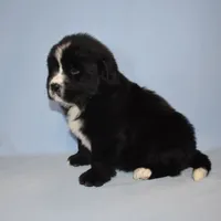 Female #2, a female Newfoundland for sale in Cambridge, NE – Photo 1 of 6