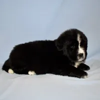 Female #2, a female Newfoundland for sale in Cambridge, NE – Photo 3 of 6