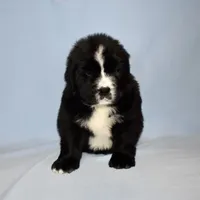 Female #2, a female Newfoundland for sale in Cambridge, NE – Photo 2 of 6