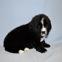 Female #2, a female Newfoundland for sale in Cambridge, NE – Photo 4 of 6