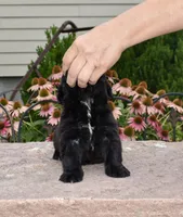 Male 2, a male Newfoundland for sale in Cambridge, NE – 4 of 6