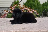 Female 2, a female Newfoundland for sale in Cambridge, NE – 3 of 6