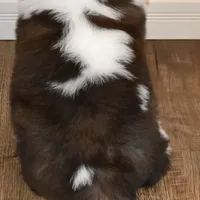 Male #3, a male Saint Bernard for sale in Cambridge, NE – Photo 5 of 5