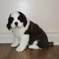 Male #3, a male Saint Bernard for sale in Cambridge, NE – Photo 4 of 5