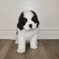 Male #3, a male Saint Bernard for sale in Cambridge, NE – Photo 1 of 5