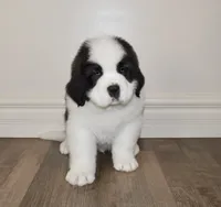 processed/b238c642-22c0-4503-b9df-0151e607c9f9/listing/5b58e7fb-6451-4133-a05e-fa69f0f403e7/a0d85620-ca28-4fdd-bf15-6927d2293d69