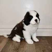 Male #3, a male Saint Bernard for sale in Cambridge, NE – Photo 3 of 5