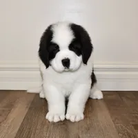 Male #3, a male Saint Bernard for sale in Cambridge, NE – Photo 2 of 5